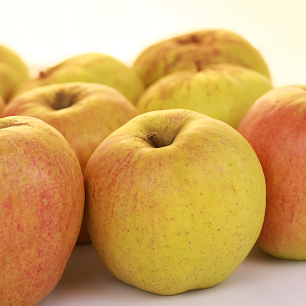 Finkenwerder Herbstprinz Apfel vom Obsthof Cordes