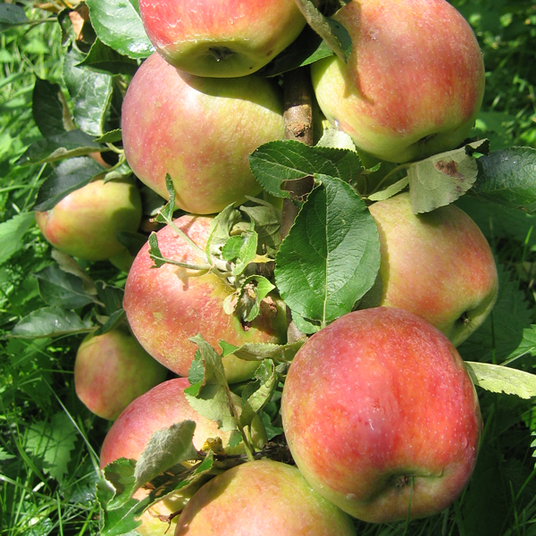  Apfel vom Obsthof Cordes