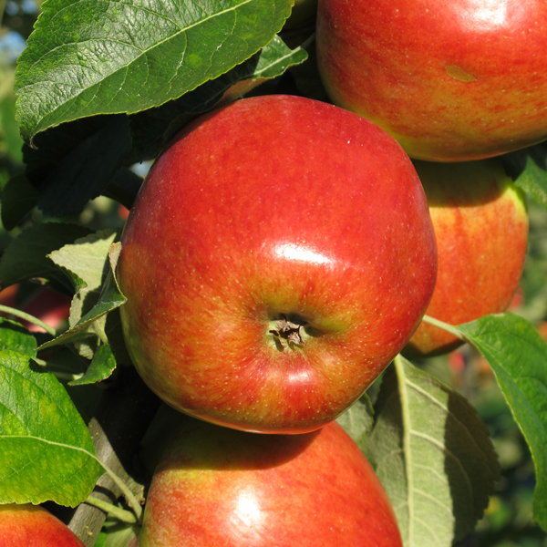  Apfel vom Obsthof Cordes