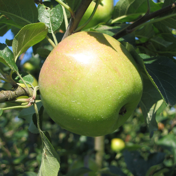  Apfel vom Obsthof Cordes