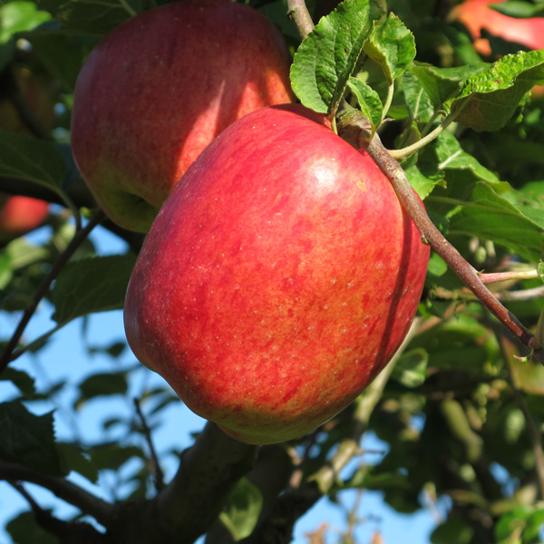  Apfel vom Obsthof Cordes